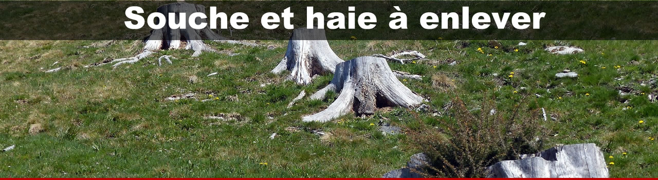 Souche d’arbre et haie à enlever